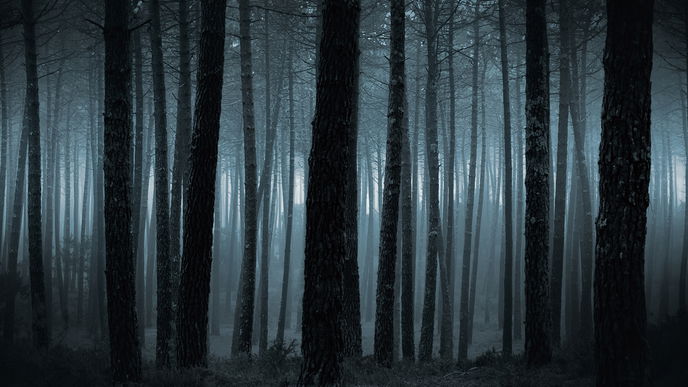 Slender Man - Wer hat Angst vorm gesichtslosen Mann?
