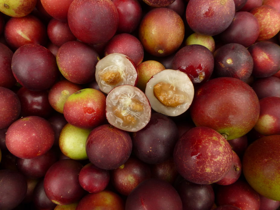 camu-camu