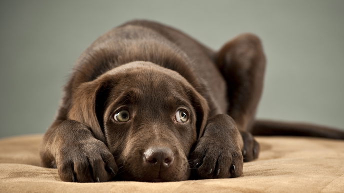 Hunde lügen, um zu bekommen, was sie wollen