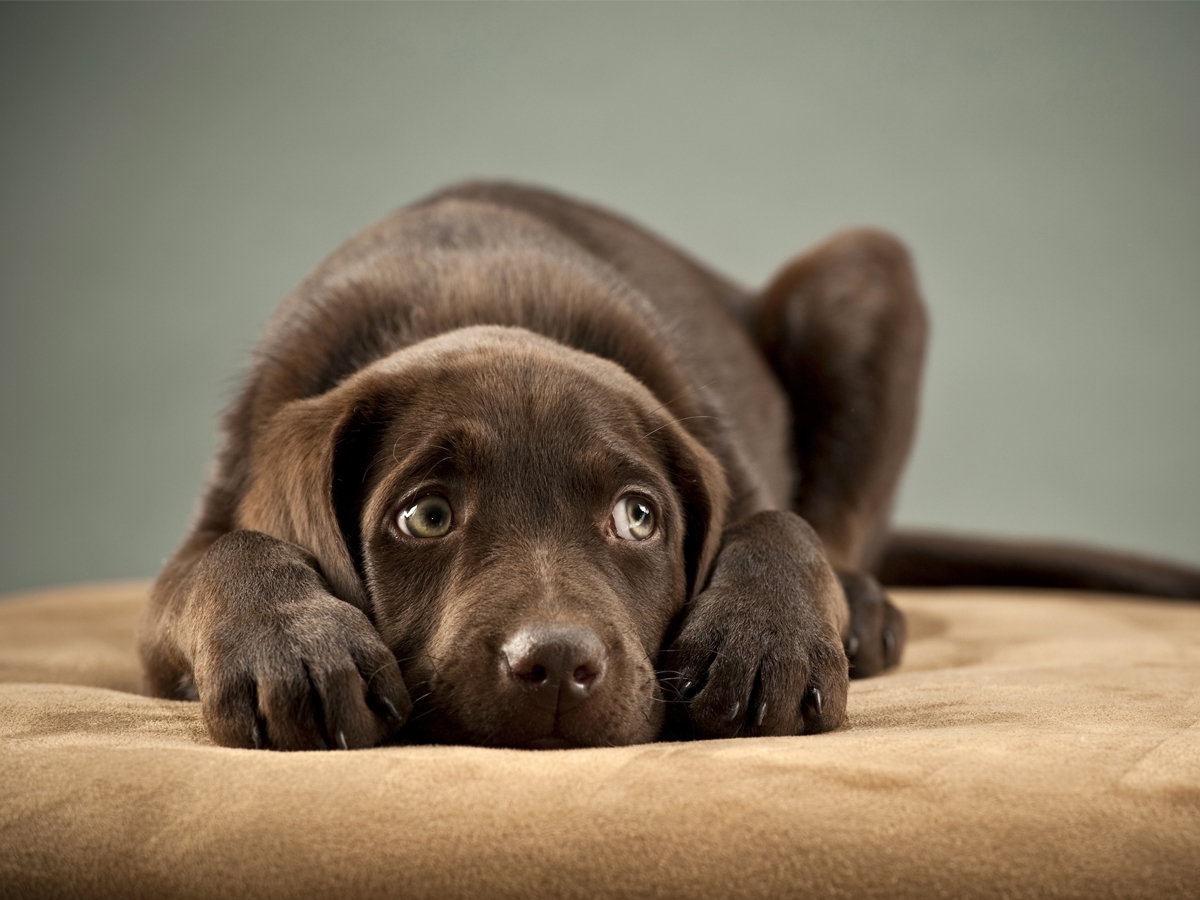hunde lügen, um zu bekommen was sie wollen