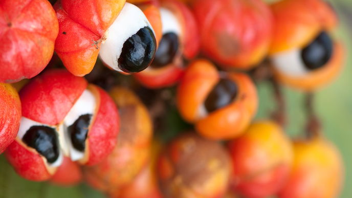 Bye, Bye Kaffee! Jetzt kommt Guarana! 