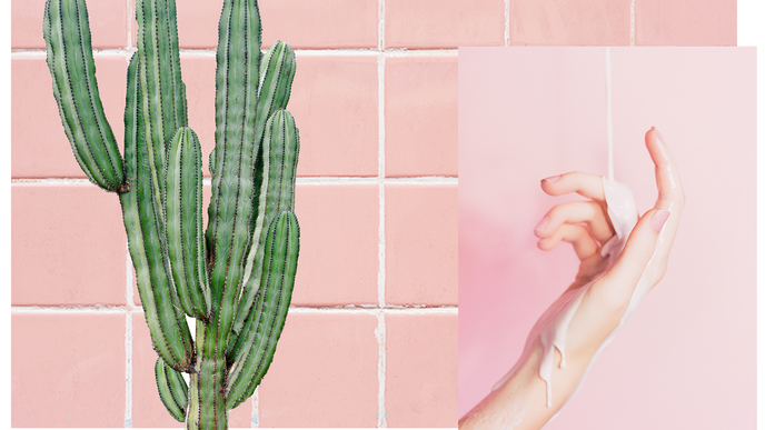 Aus der Wüste auf die Haut: Kaktus Kosmetik ist der neueste Beautytrend