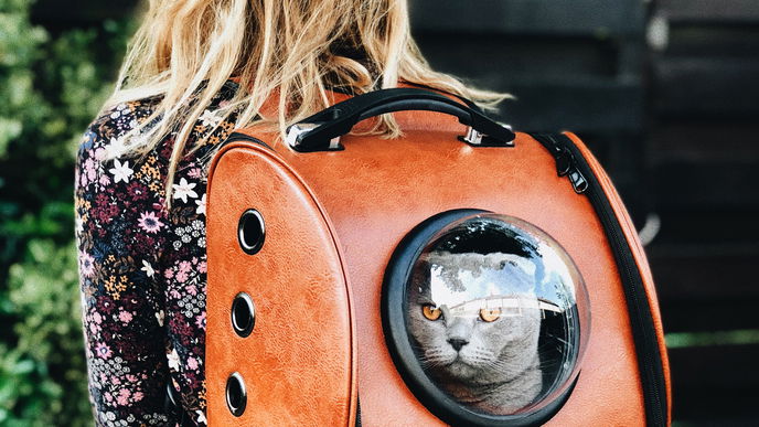 Studie verrät: Diese Katzen sind das beste Mittel gegen Einsamkeit