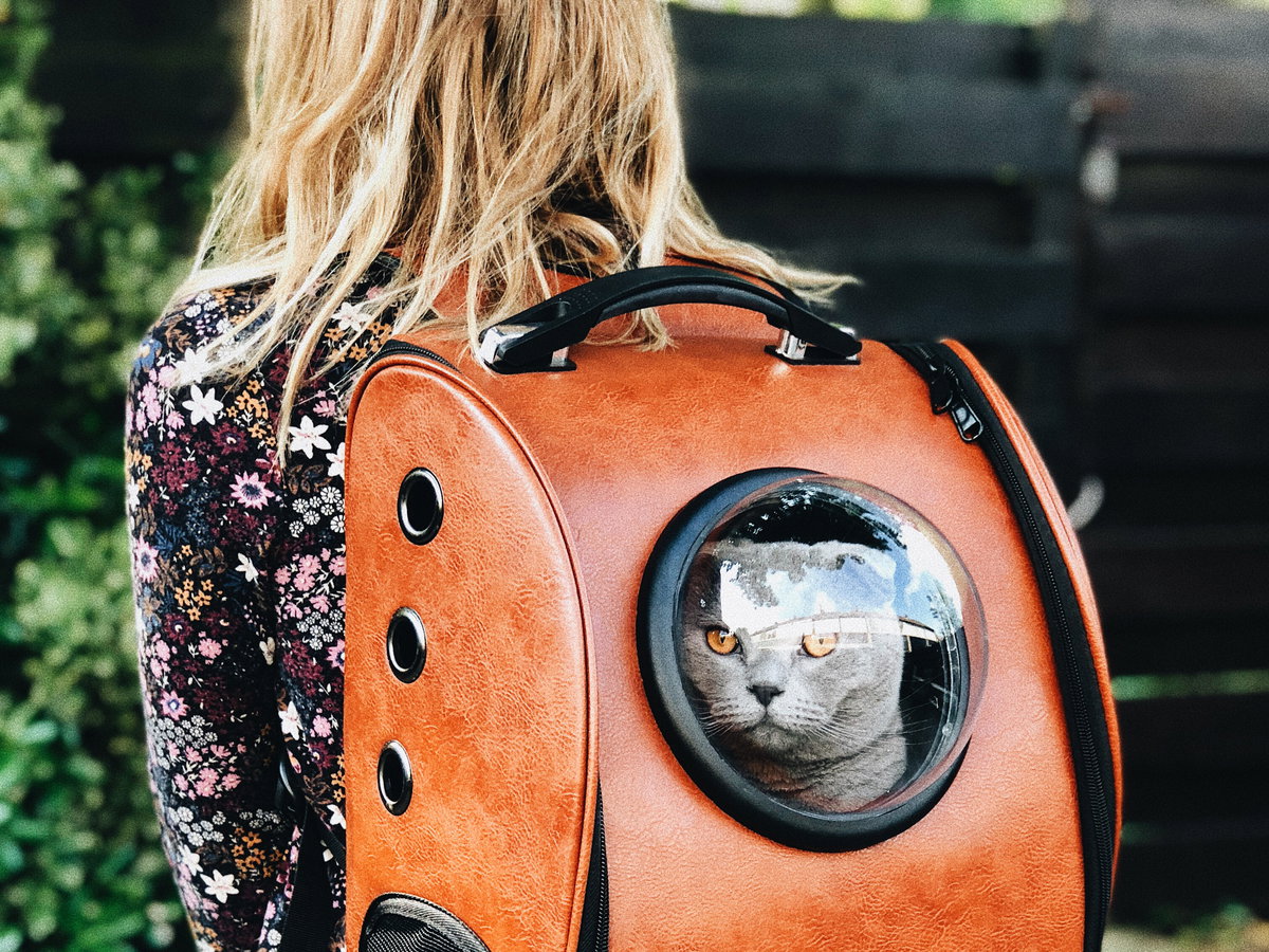 katzen-einsamkeit
