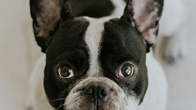 Statt Katzen-Café: In London gibt es jetzt ein Café mit französischen Bulldoggen