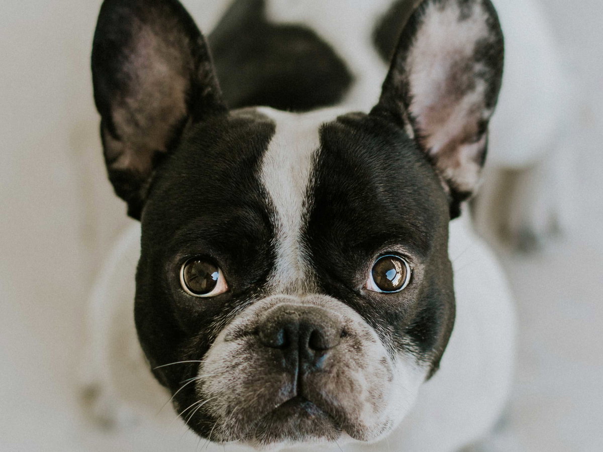 french-bulldog-cafe