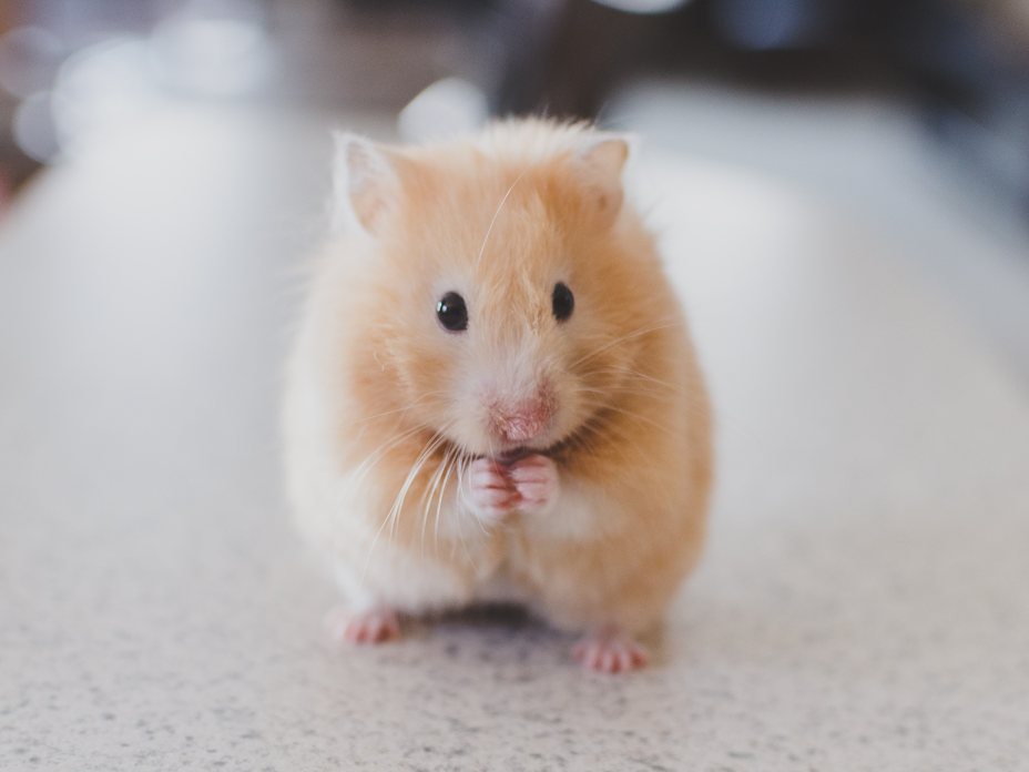 tierversuchtsfrei-dove-hamster